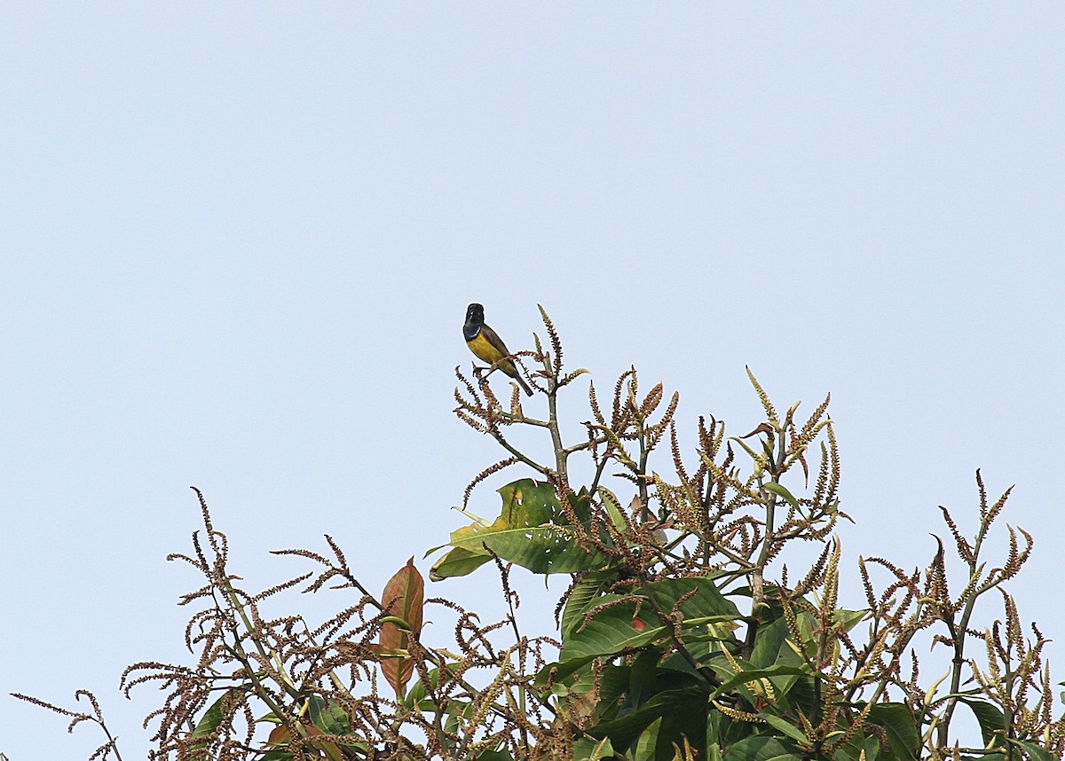 Brown-throated Sunbird - ML558711781