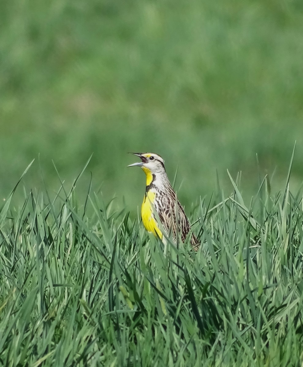 Eastern Meadowlark - ML558711871