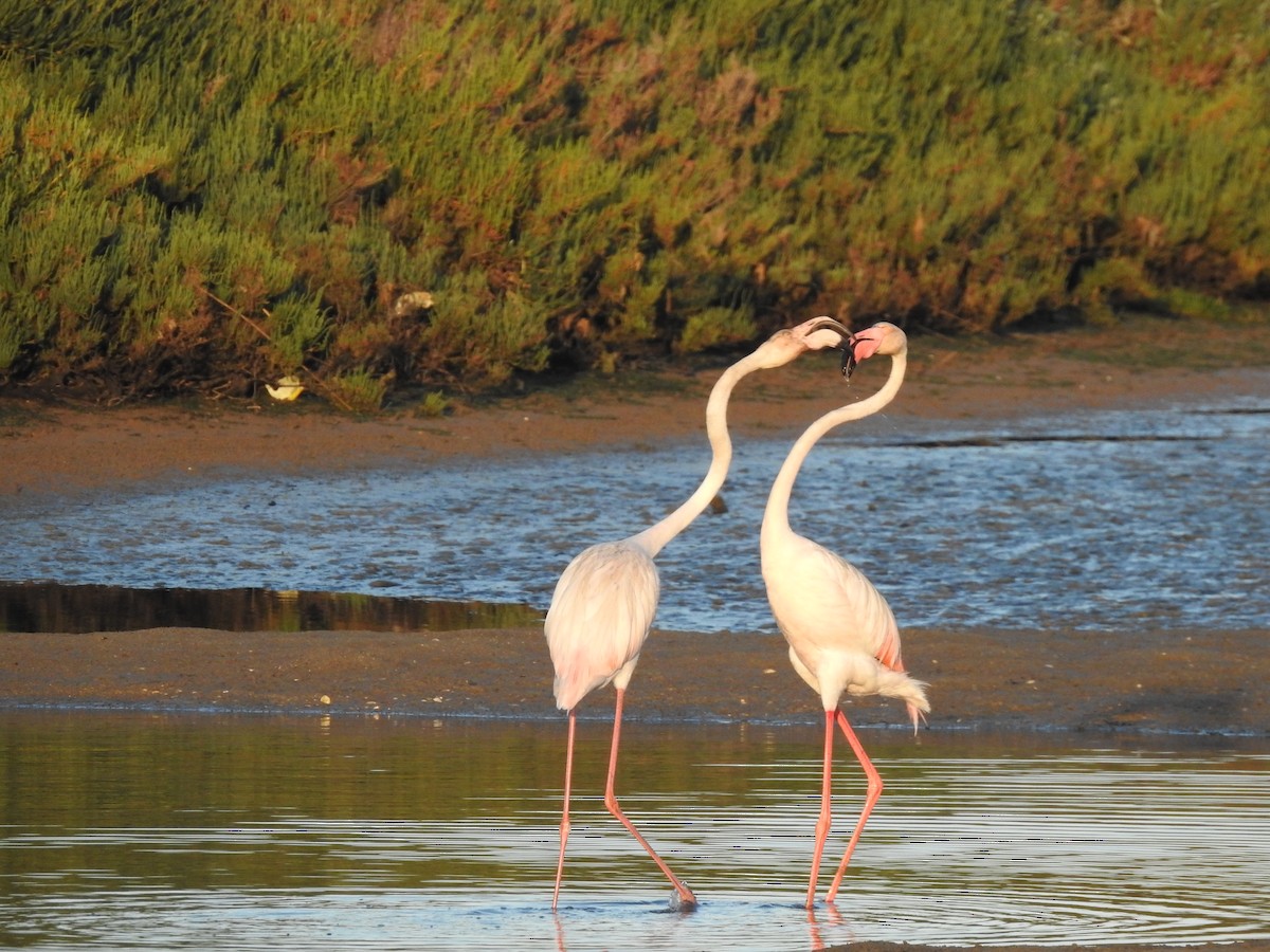 Greater Flamingo - ML558712111