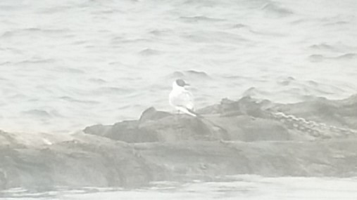 Bonaparte's Gull - ML55871281