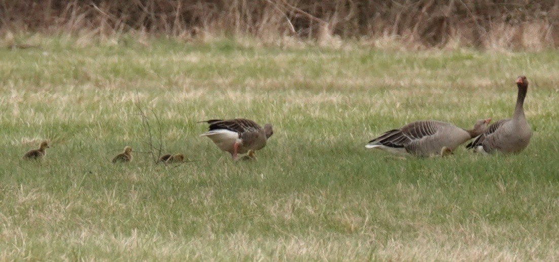 Graylag Goose - ML558713021