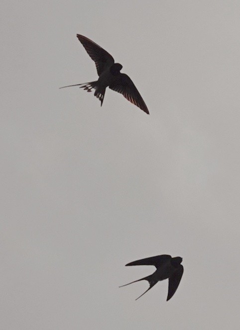 Barn Swallow - ML558714791