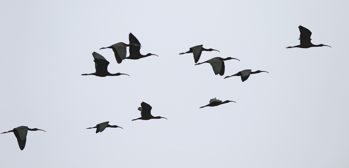 Glossy Ibis - ML558715071