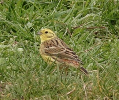 Yellowhammer - Josef Trojan