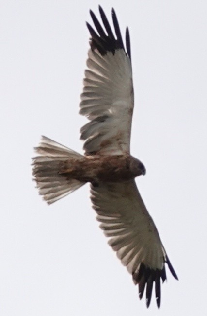 Western Marsh Harrier - Josef Trojan