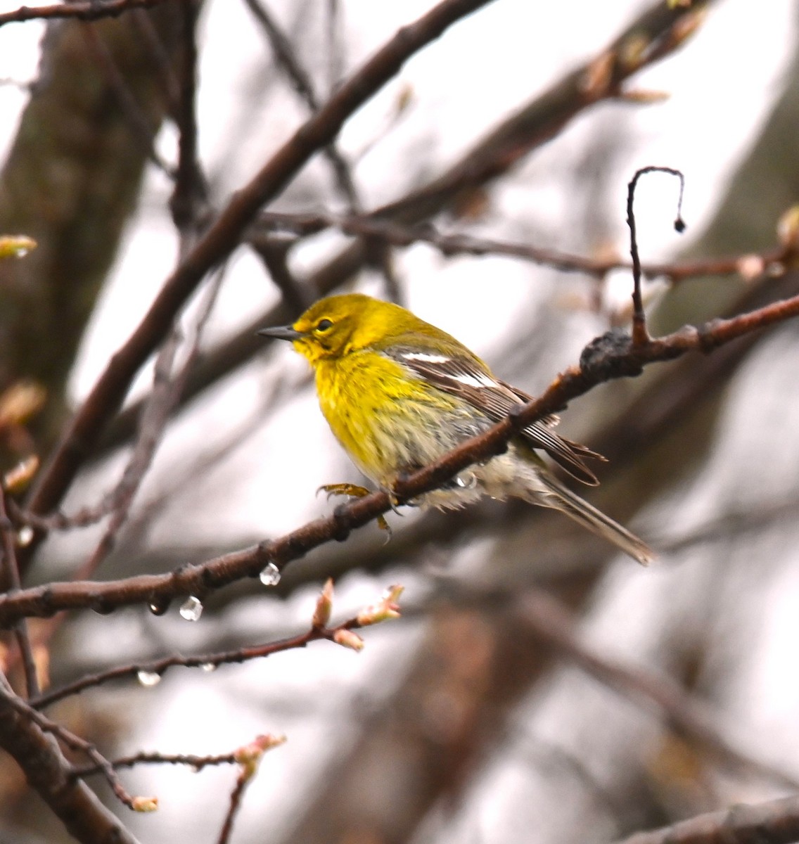 Pine Warbler - ML558716791