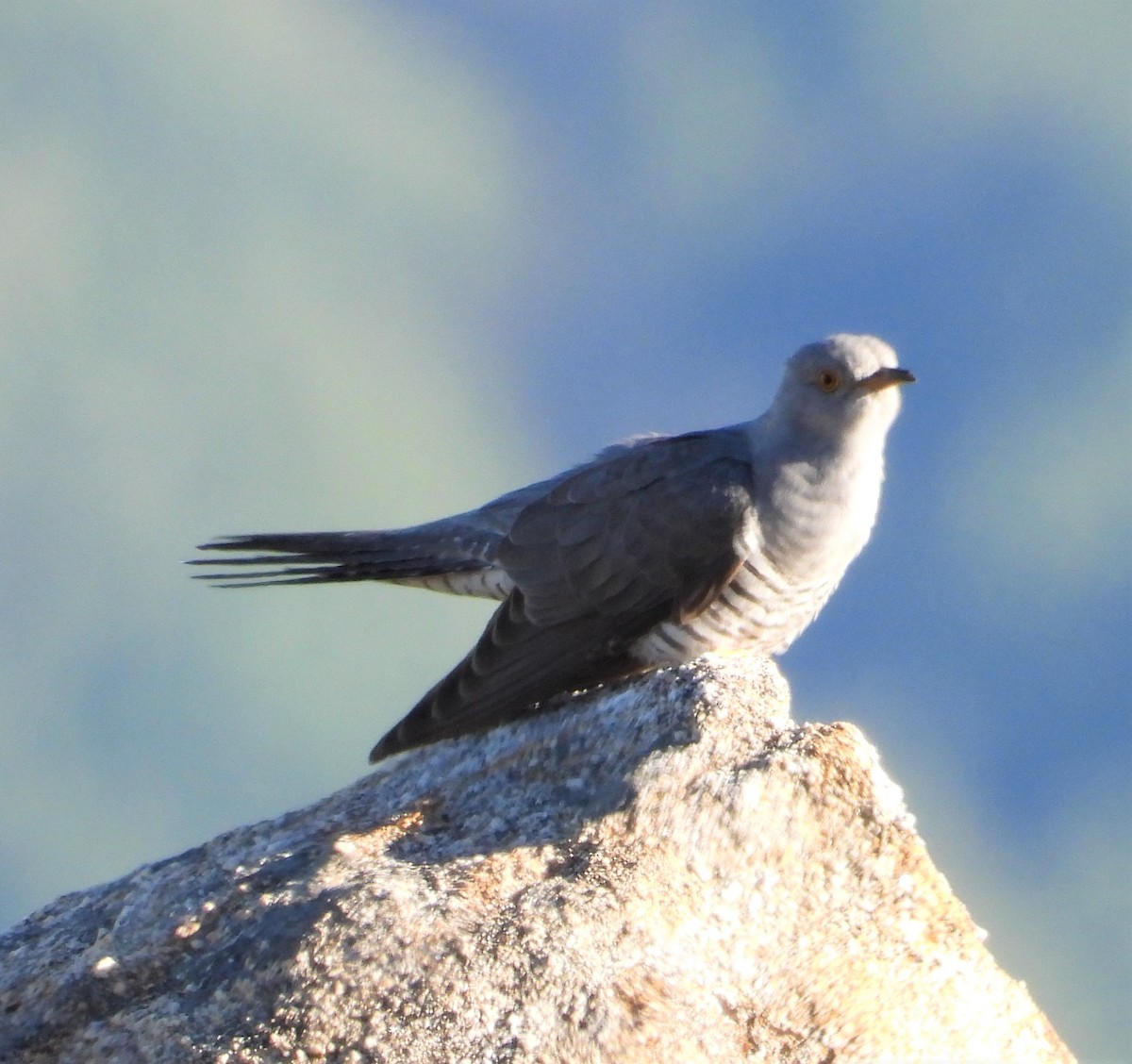 Common Cuckoo - ML558719281