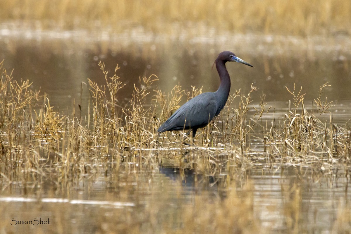 Little Blue Heron - ML558719301