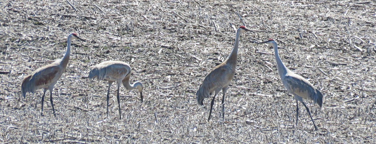 Sandhill Crane - ML558719821