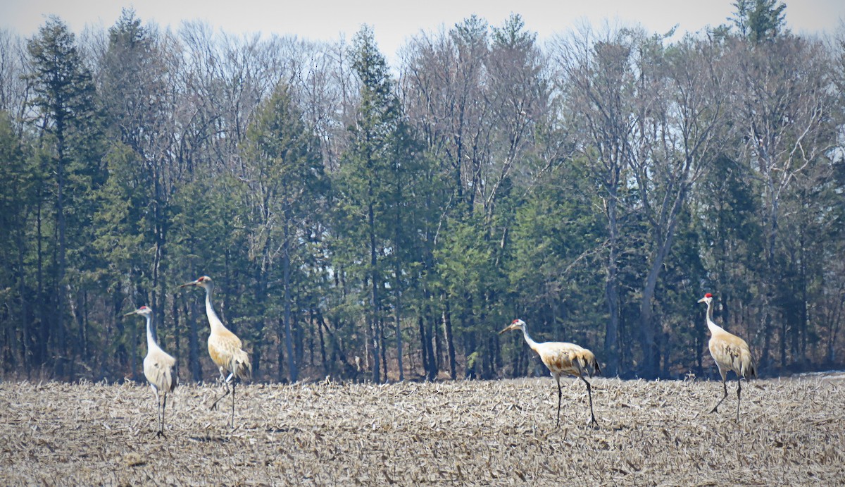 Sandhill Crane - ML558719831