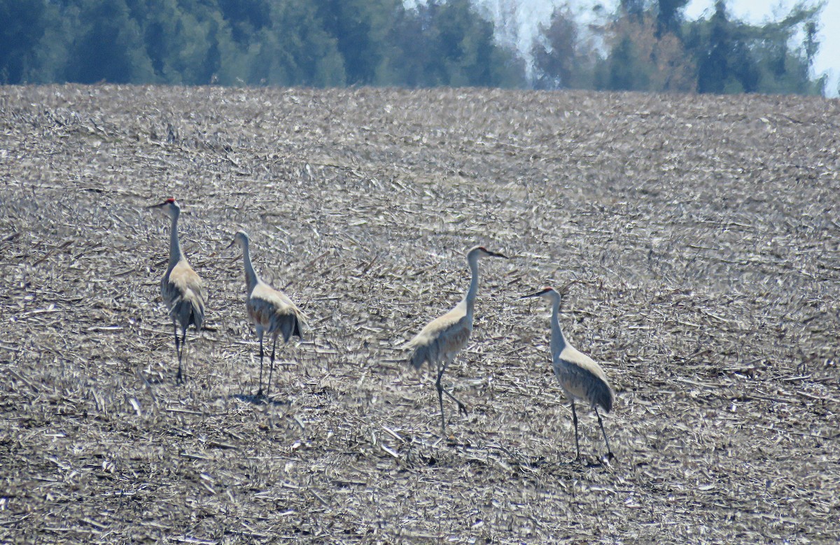 Sandhill Crane - ML558719841