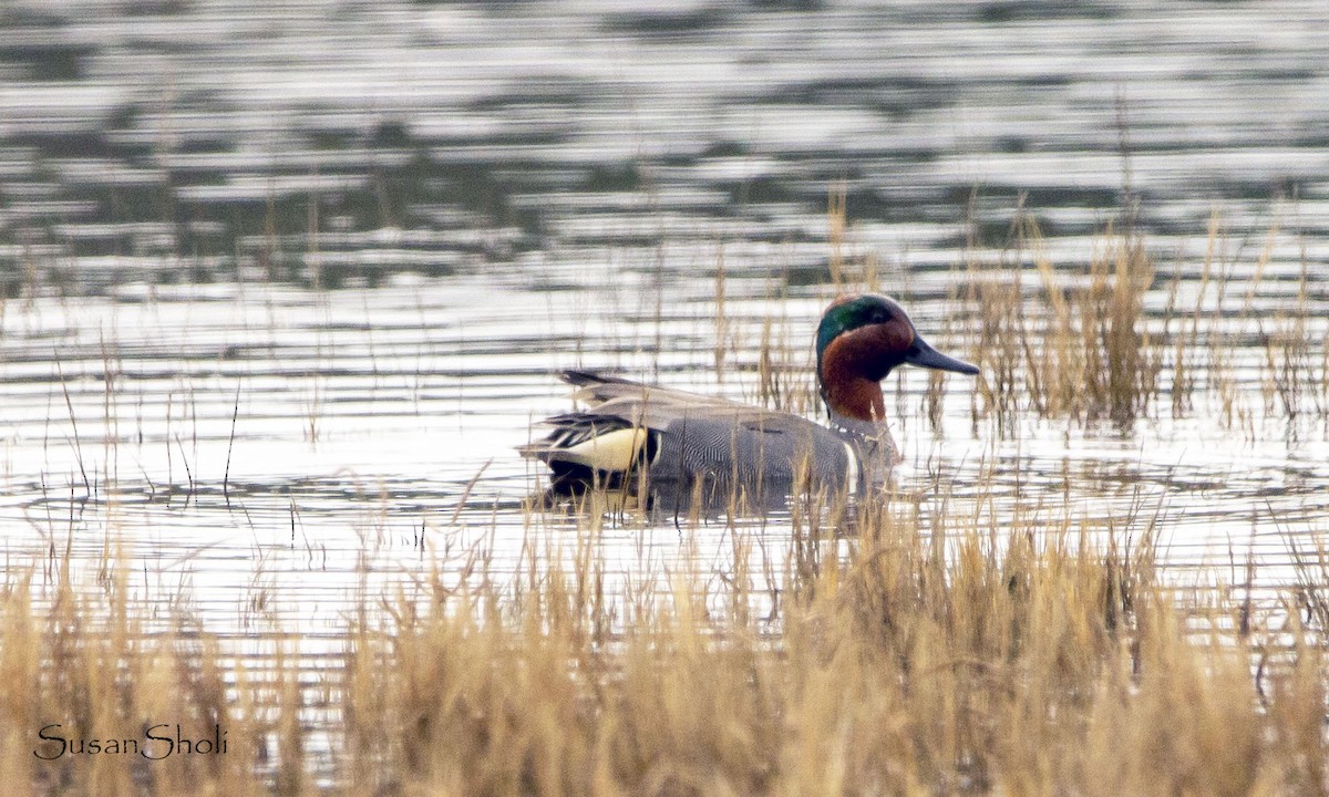 Green-winged Teal - ML558720031