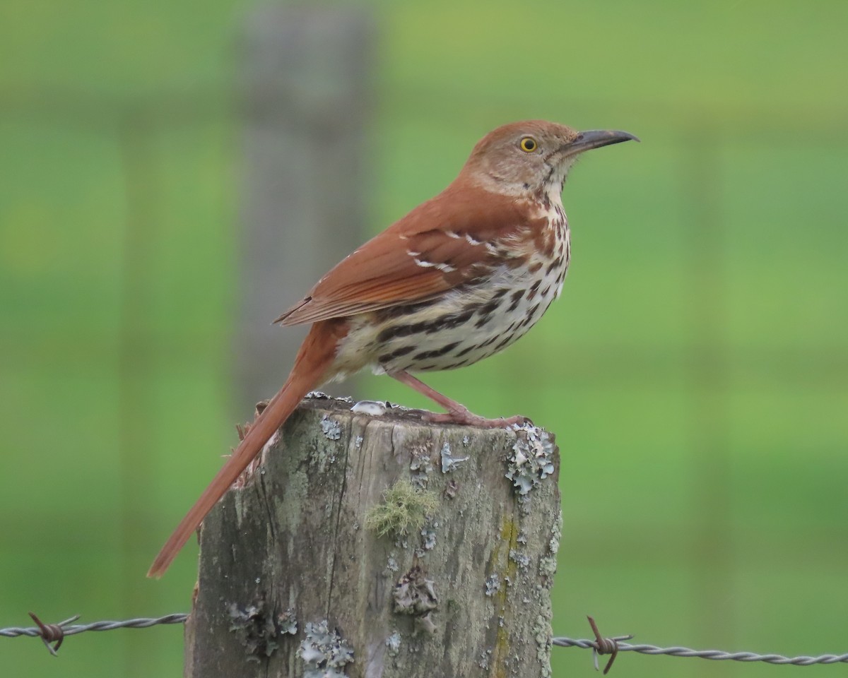 Brown Thrasher - Karen Hogan