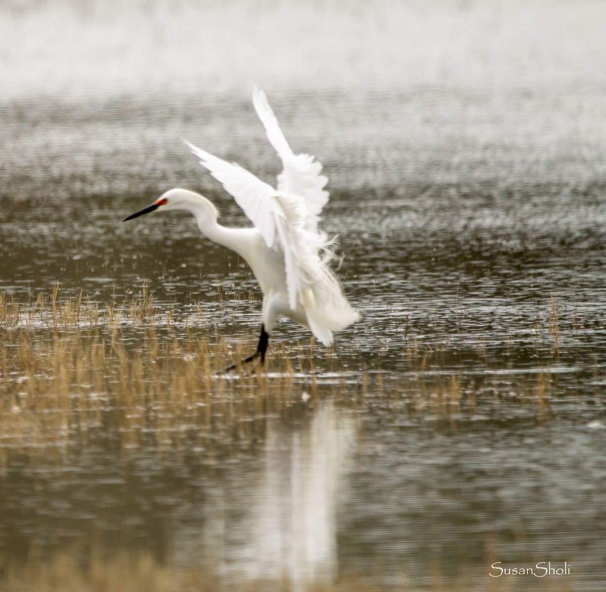 Snowy Egret - ML558720311