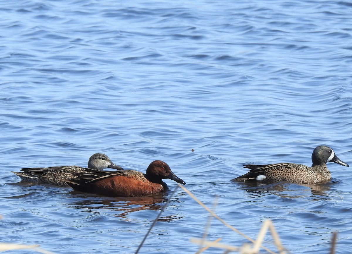 Cinnamon Teal - ML558720591