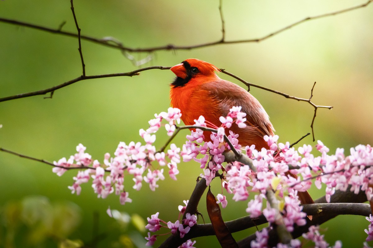 Northern Cardinal - ML558721311