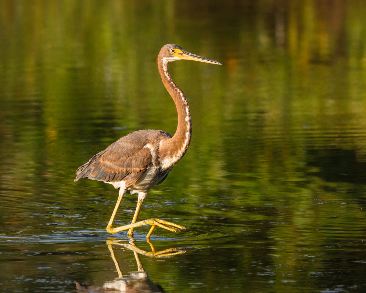 Tricolored Heron - ML558722171