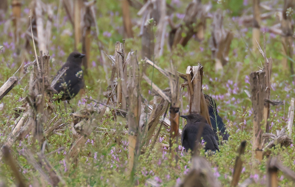 Brewer's Blackbird - ML558722531