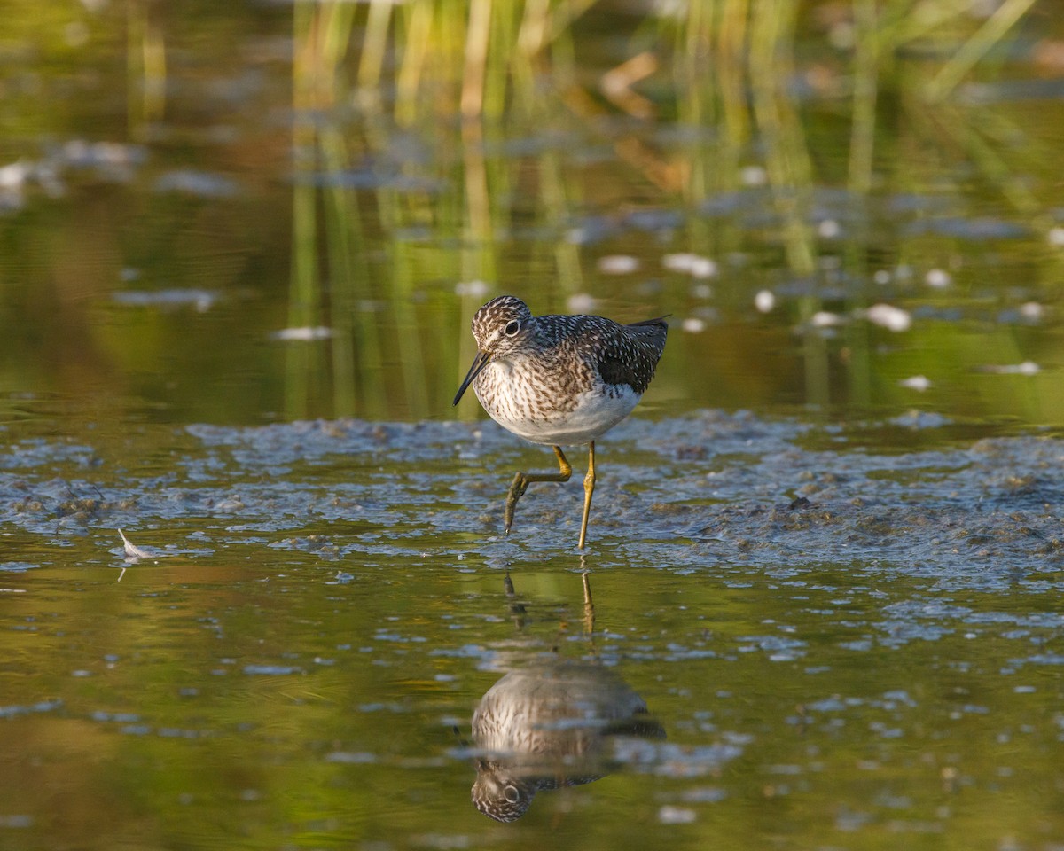 Solitary Sandpiper - ML558722911