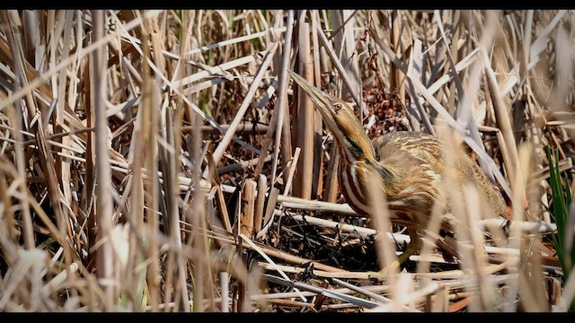 American Bittern - ML558723931