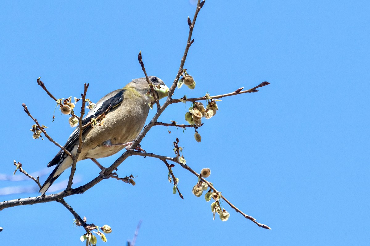 Evening Grosbeak - Vicki Wilmarth