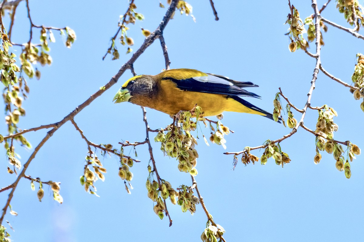 Evening Grosbeak - ML558723981