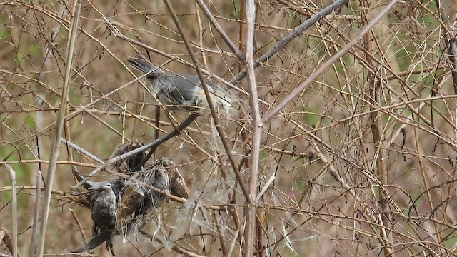 Goldkehl-Waldsänger - ML558724561