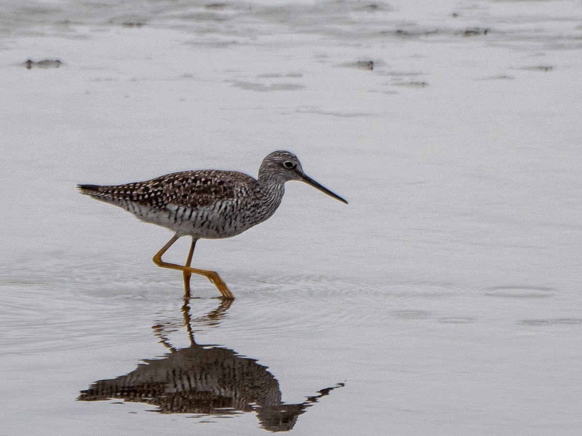 Greater Yellowlegs - Doug Hosney