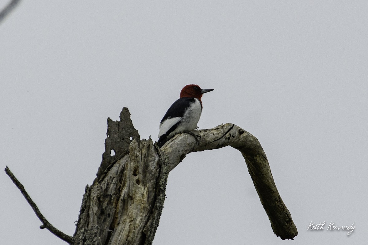 Pic à tête rouge - ML558725231