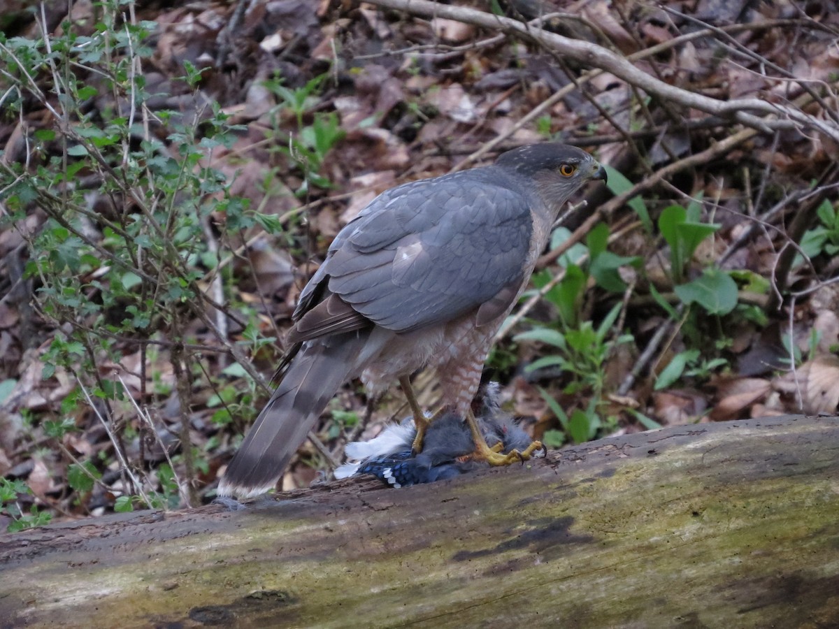 Cooper's Hawk - ML558726321