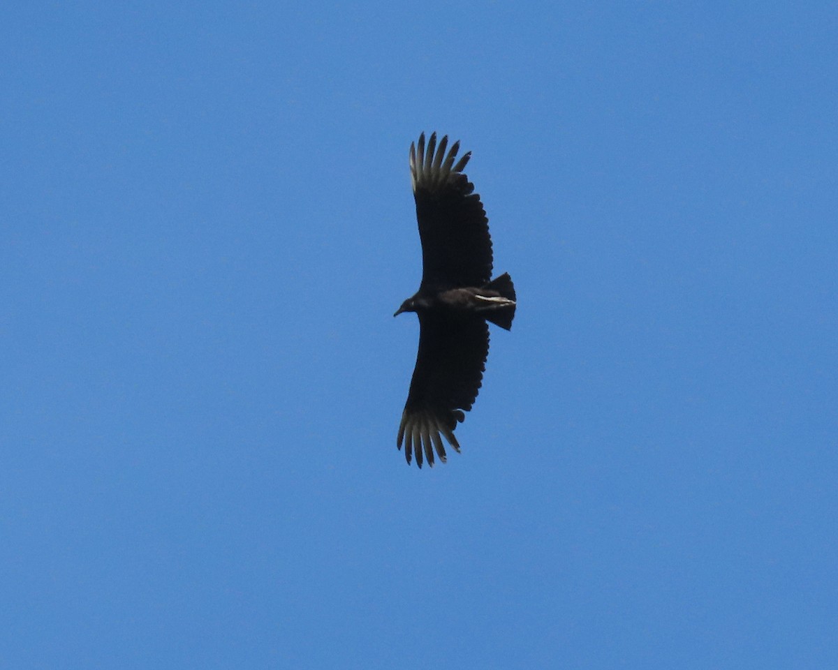 Black Vulture - ML558726361