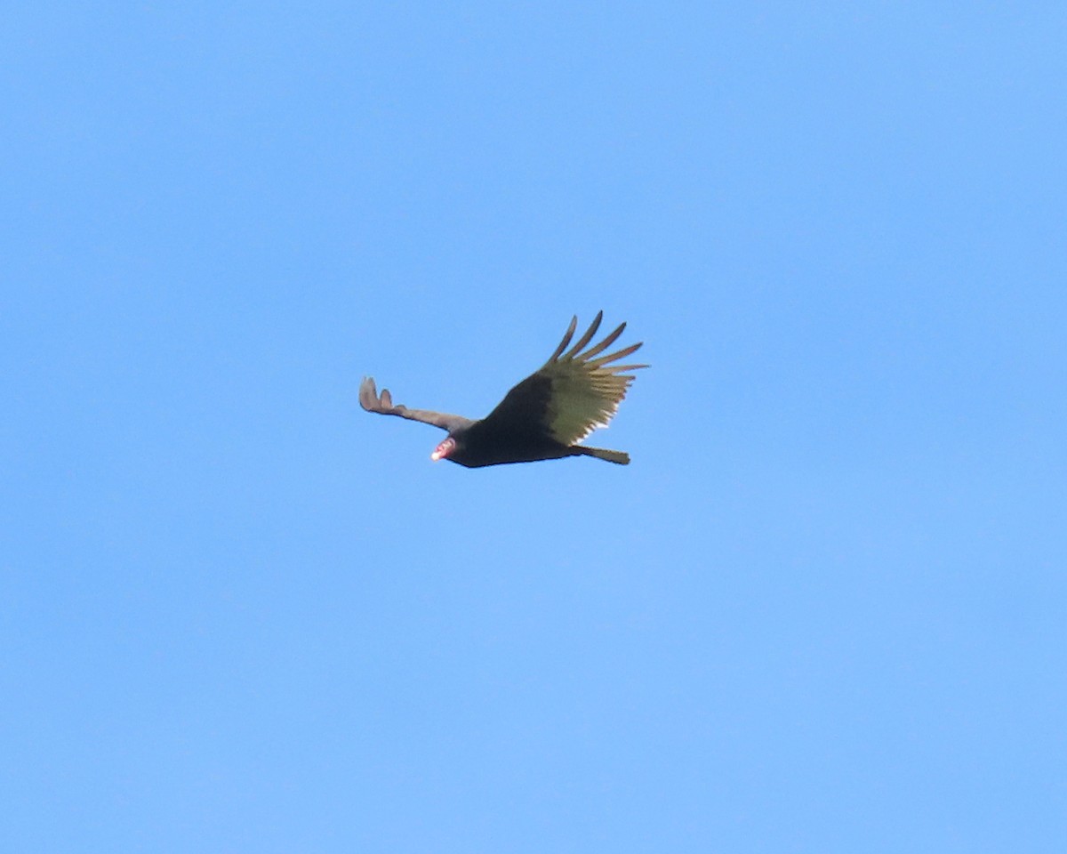 Turkey Vulture - ML558726441