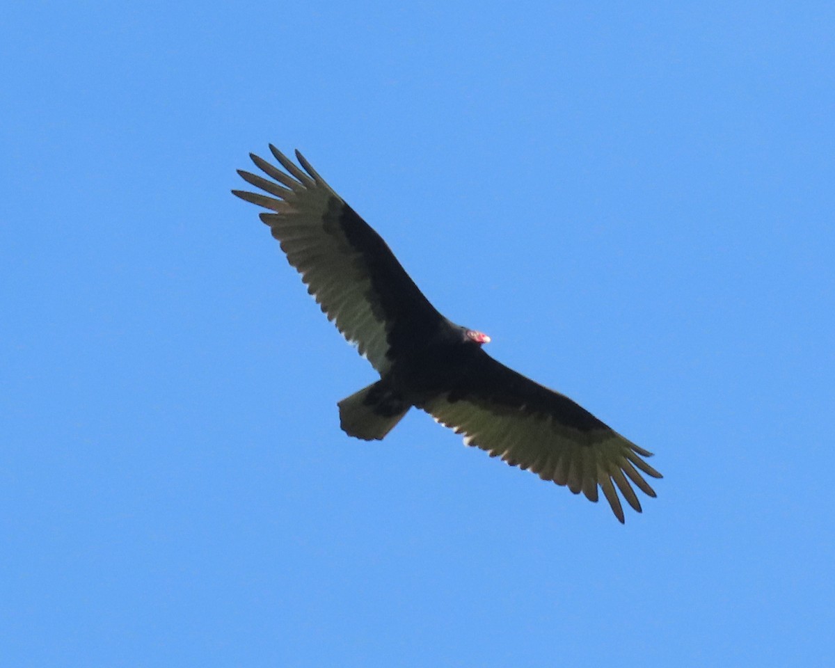 Urubu à tête rouge - ML558726451