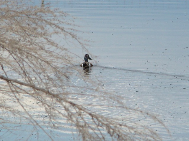 Northern Shoveler - Peggy Blair