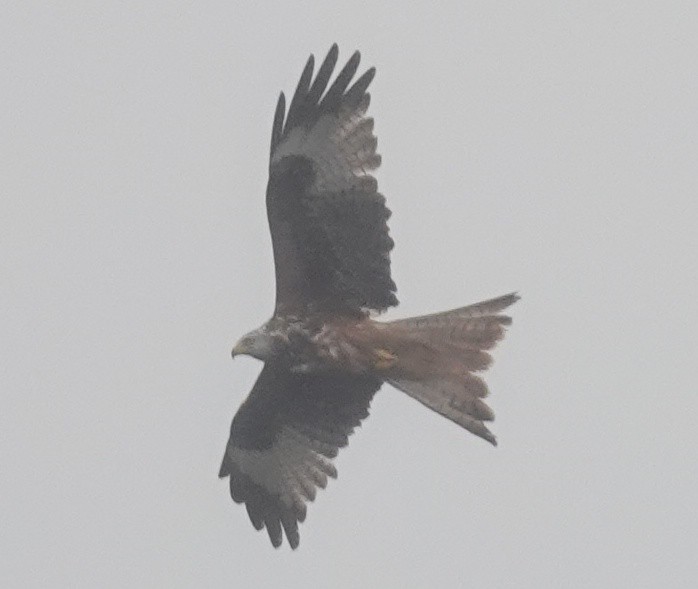 Red Kite - ML558727801