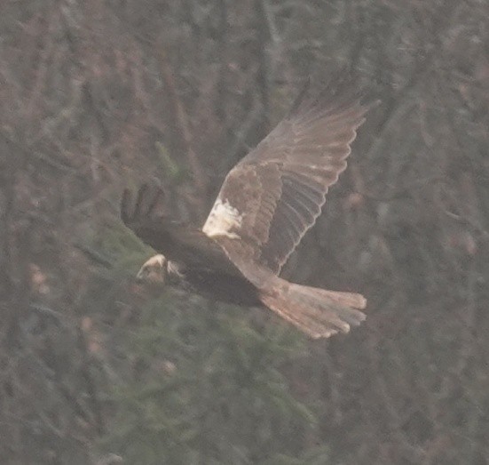 Western Marsh Harrier - ML558727981