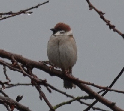 Eurasian Tree Sparrow - ML558728071