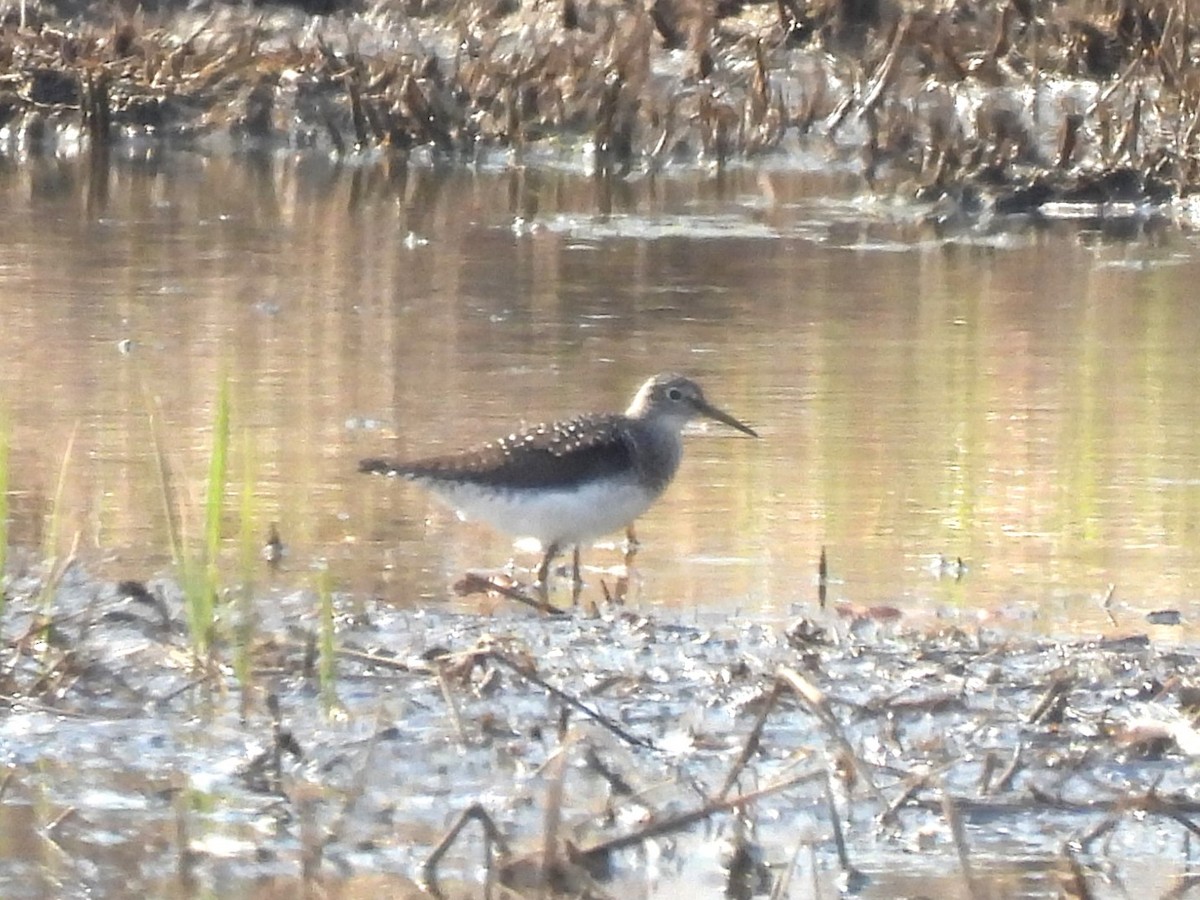 Solitary Sandpiper - Markus Legzdins