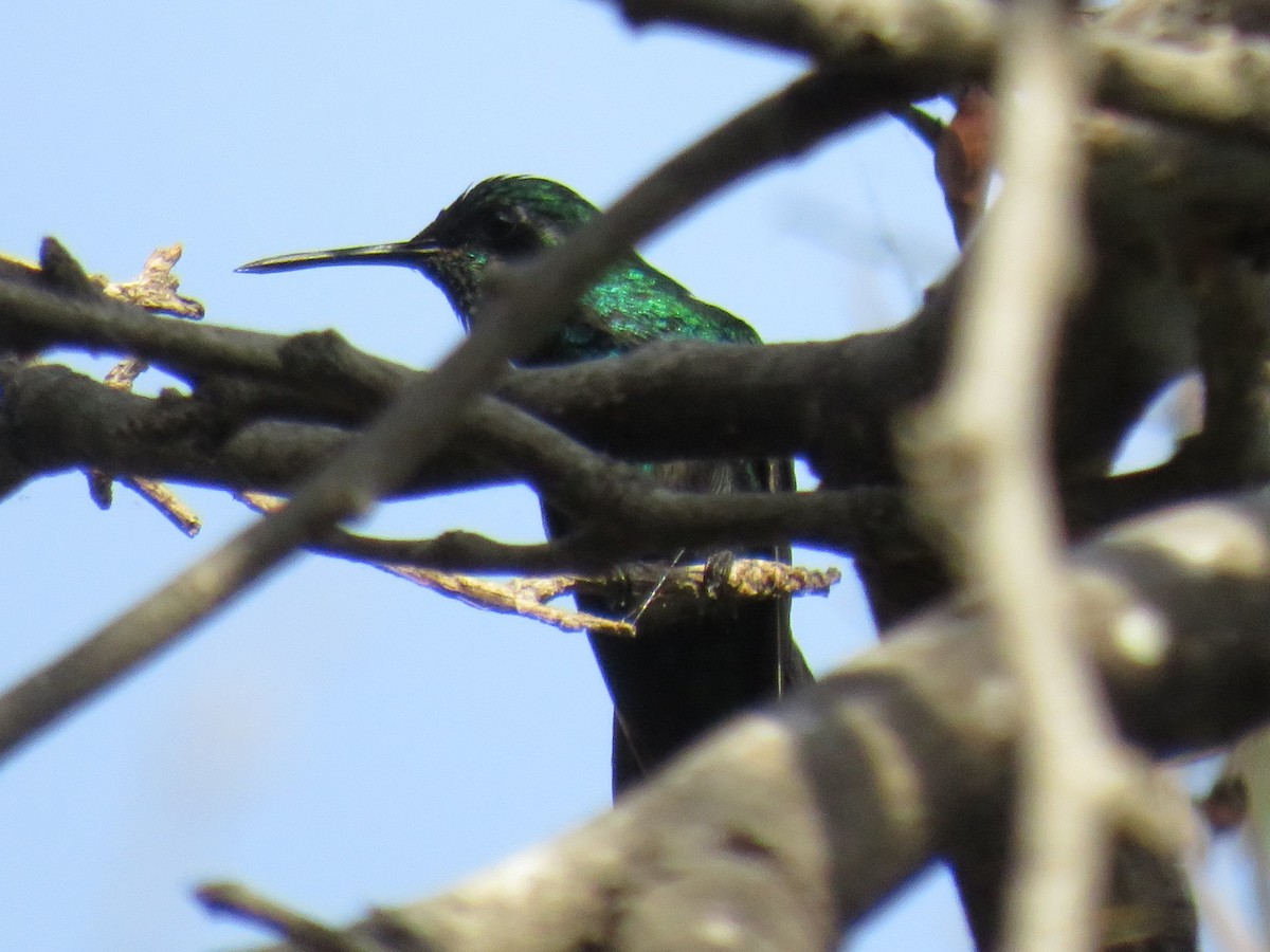 Blue-tailed Emerald - ML558728921