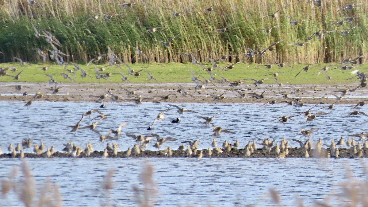 European Golden-Plover - ML558729631