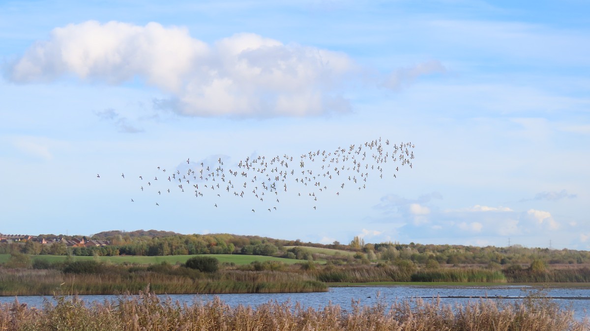 European Golden-Plover - ML558729641