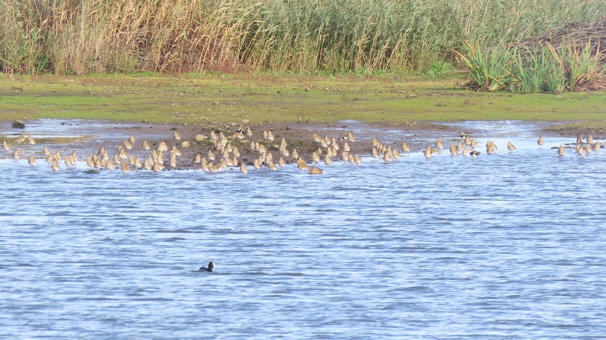 European Golden-Plover - ML558729661