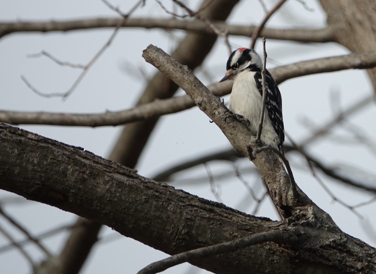 Downy Woodpecker - Linda  LaBella