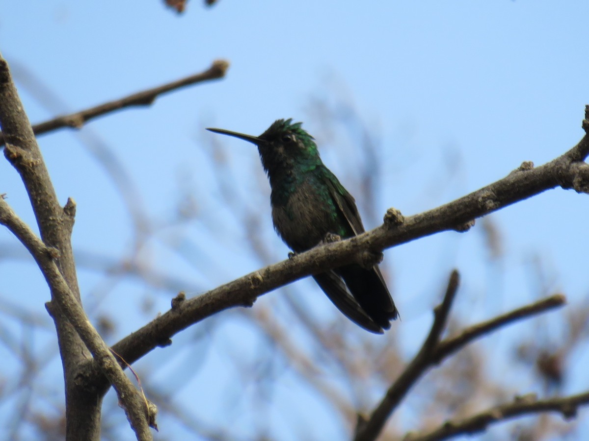 Blue-tailed Emerald - ML558729971