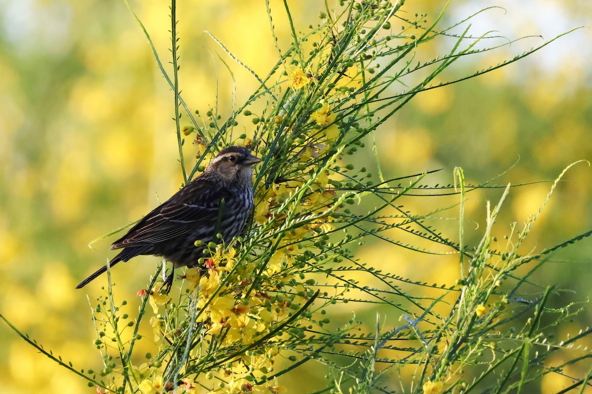 Red-winged Blackbird (Red-winged) - ML558730951