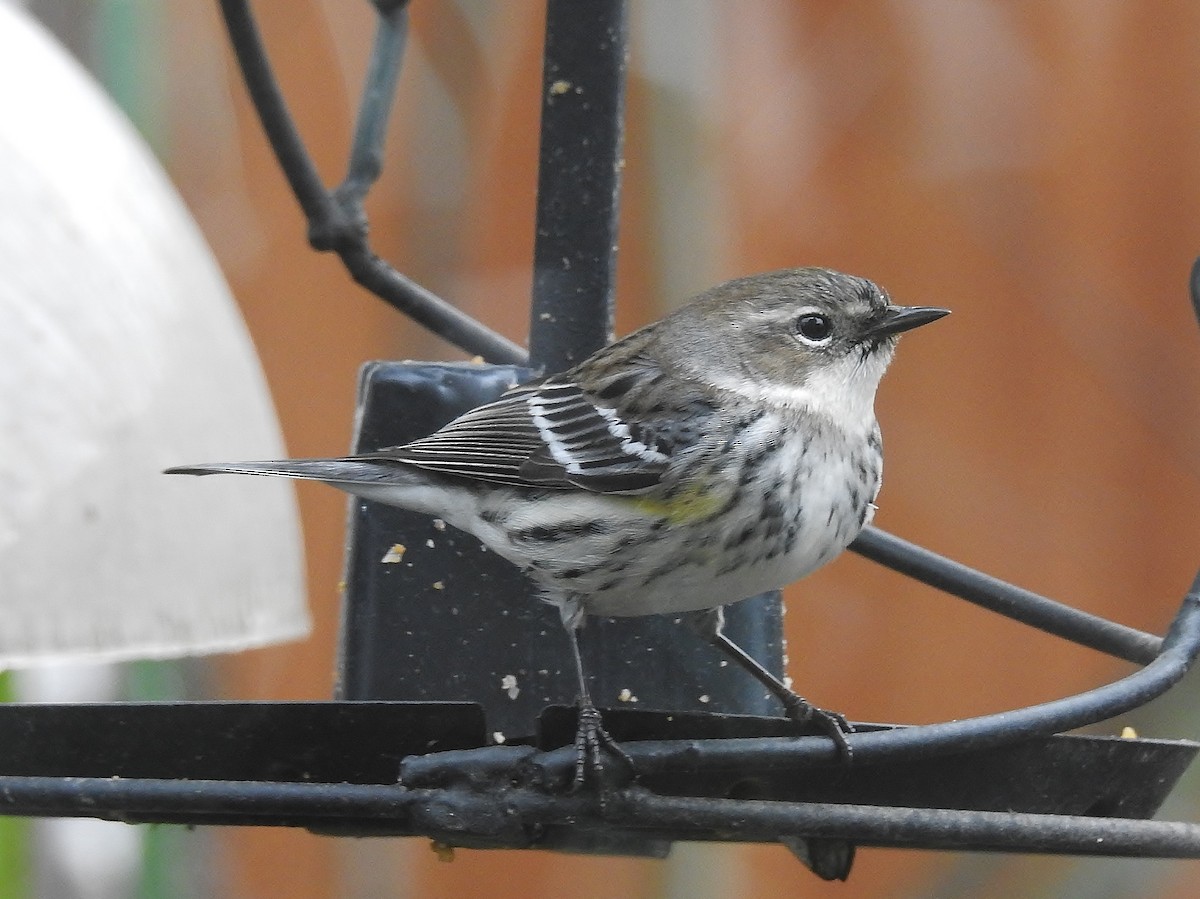 Yellow-rumped Warbler (Myrtle) - ML558732561