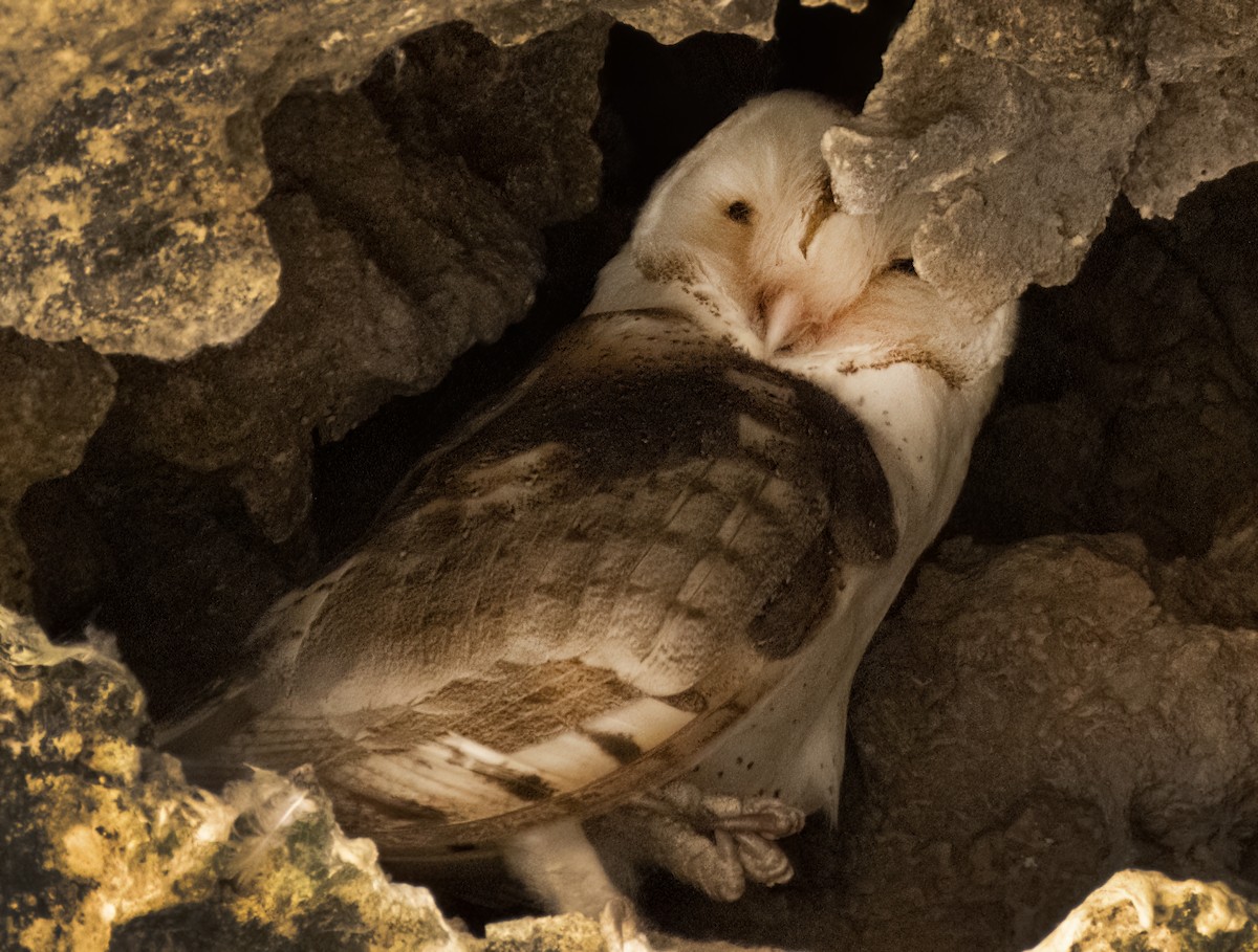 American Barn Owl - Susan Davis