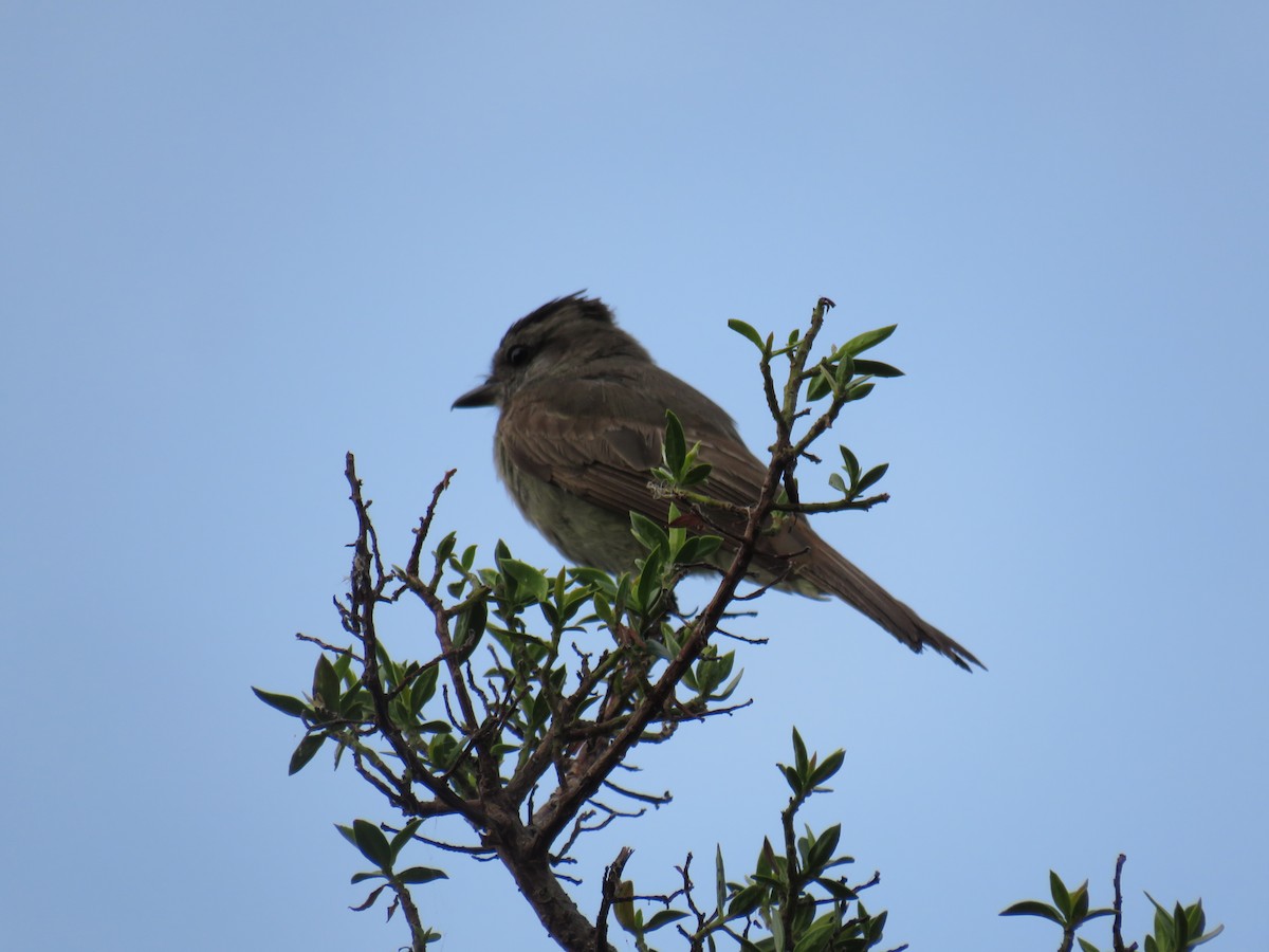 Crowned Slaty Flycatcher - Matthias van Dijk