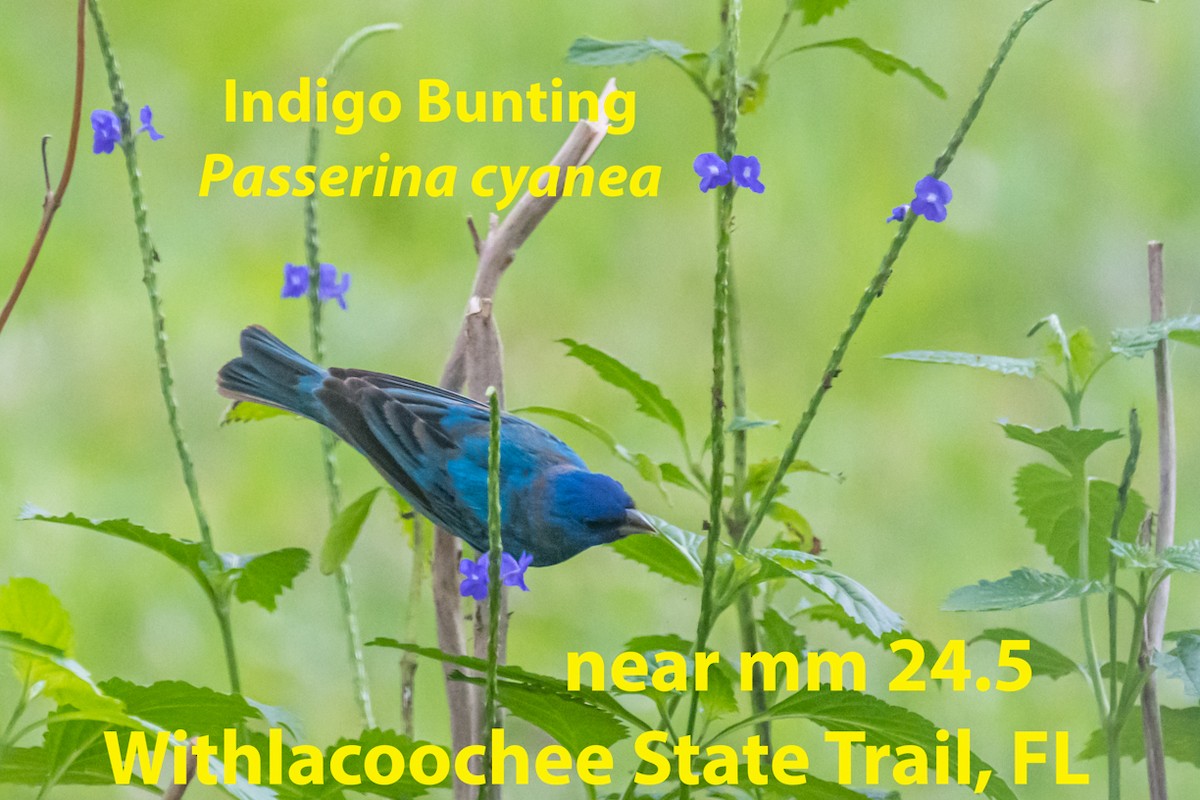 Indigo Bunting - Gabrielle Harrison