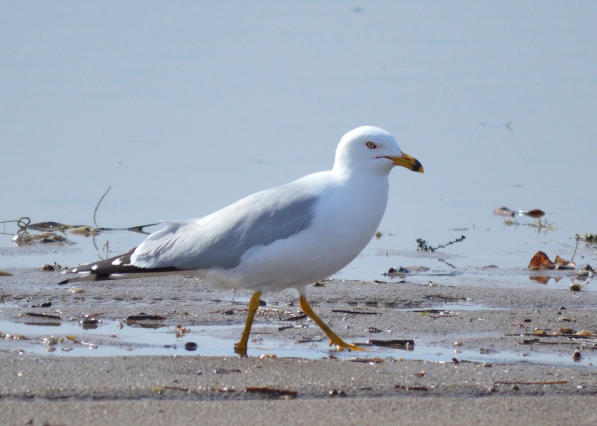 Ring-billed Gull - ML558736351